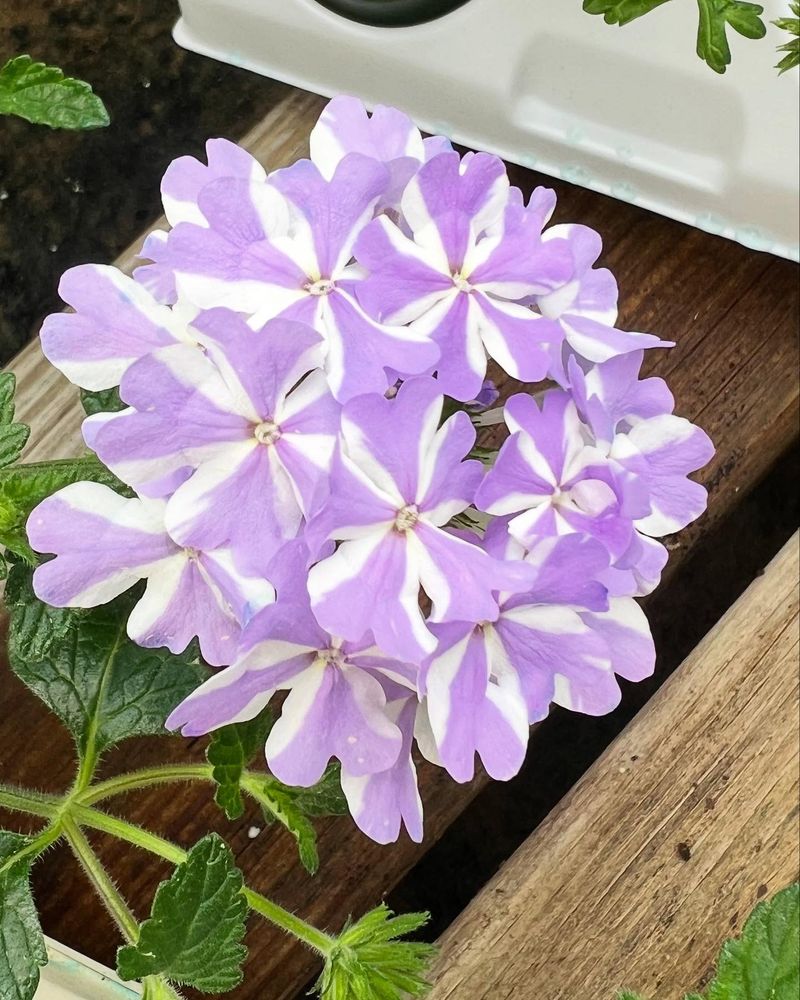 Verbena - Long-Lasting Clusters Of Color