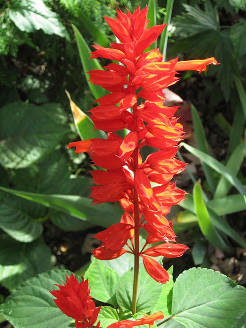 Salvia - Spikes of Vibrant Color