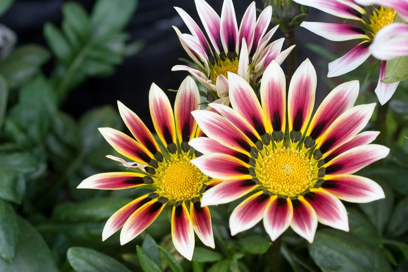 Gazania Glamour