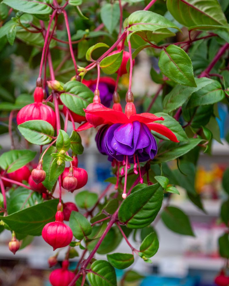 Fuchsia