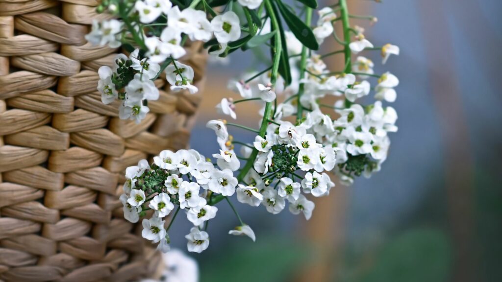 Lobularia ‘Snow Princess’