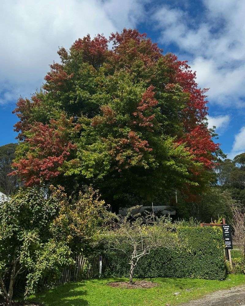Pin Oak
