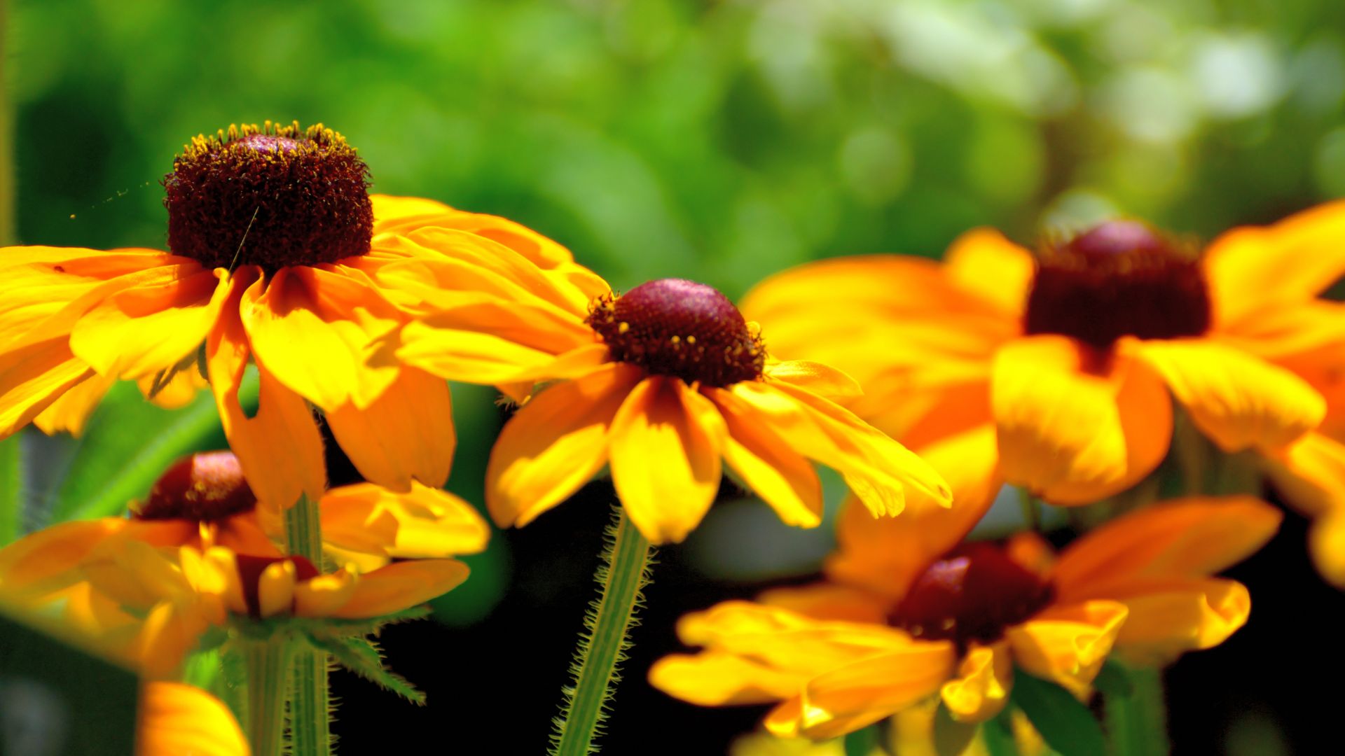22 Long-Blooming Perennials For Nonstop Garden Color—No Green Thumb Needed