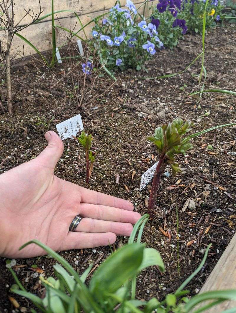 Plant at the correct depth