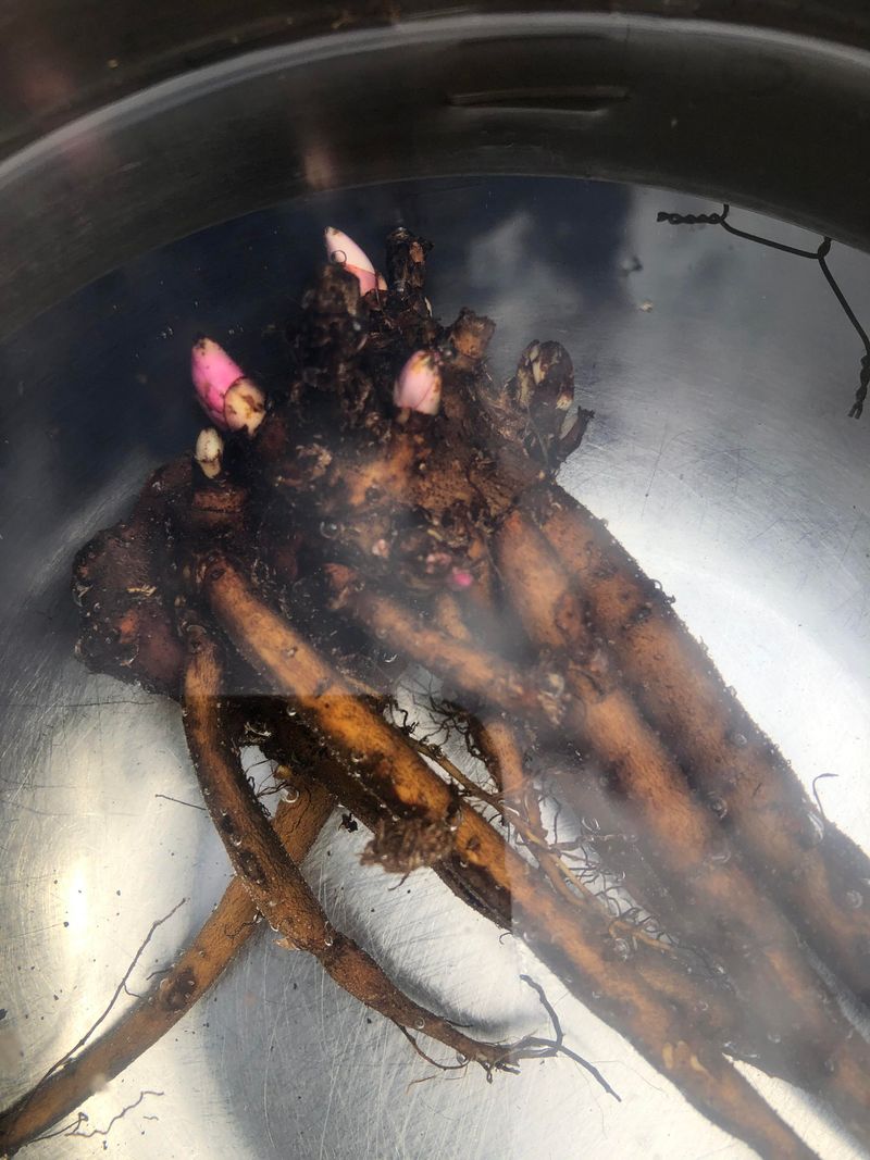 Count the eyes on each root division