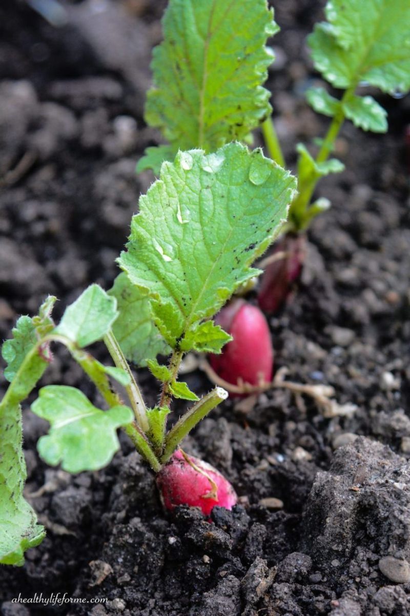 Amended Garden Beds