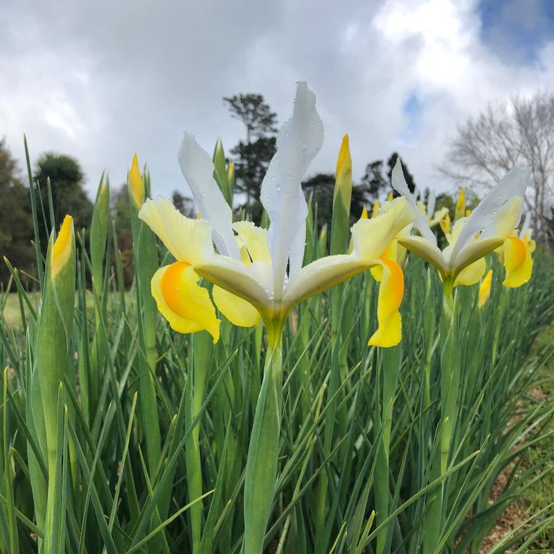 Dutch Iris 'Apollo'
