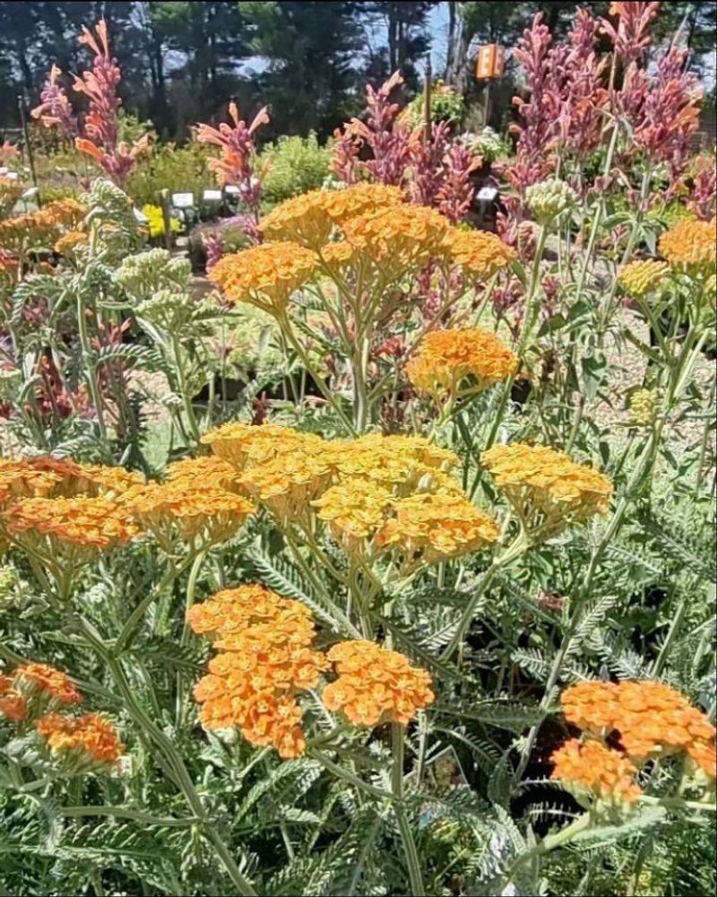 Yarrow: Drought-Tolerant Flat-Topped Clusters