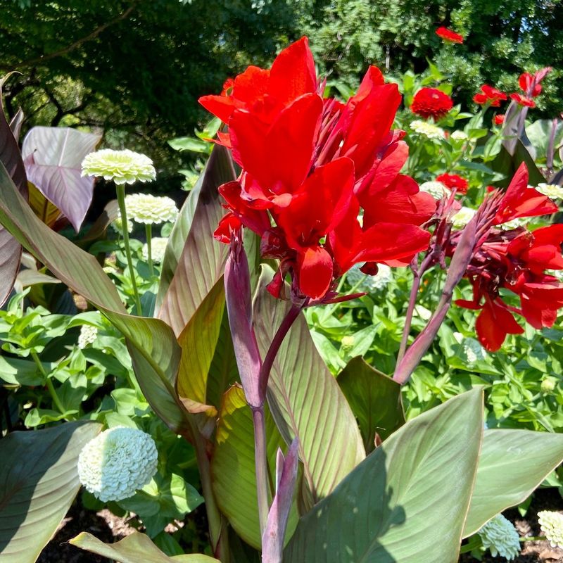 Captivating Cannas