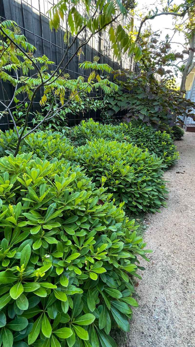 Properly Spaced Dwarf Shrubs