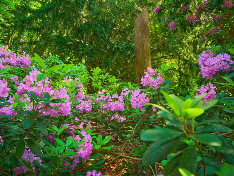 Evergreen Rhododendrons For Year-Round Structure