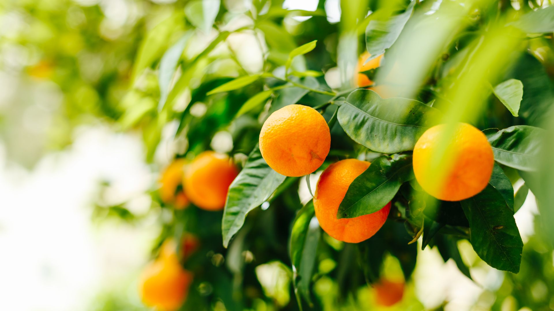 29 Low-Maintenance Fruit Trees That Anyone Can Grow
