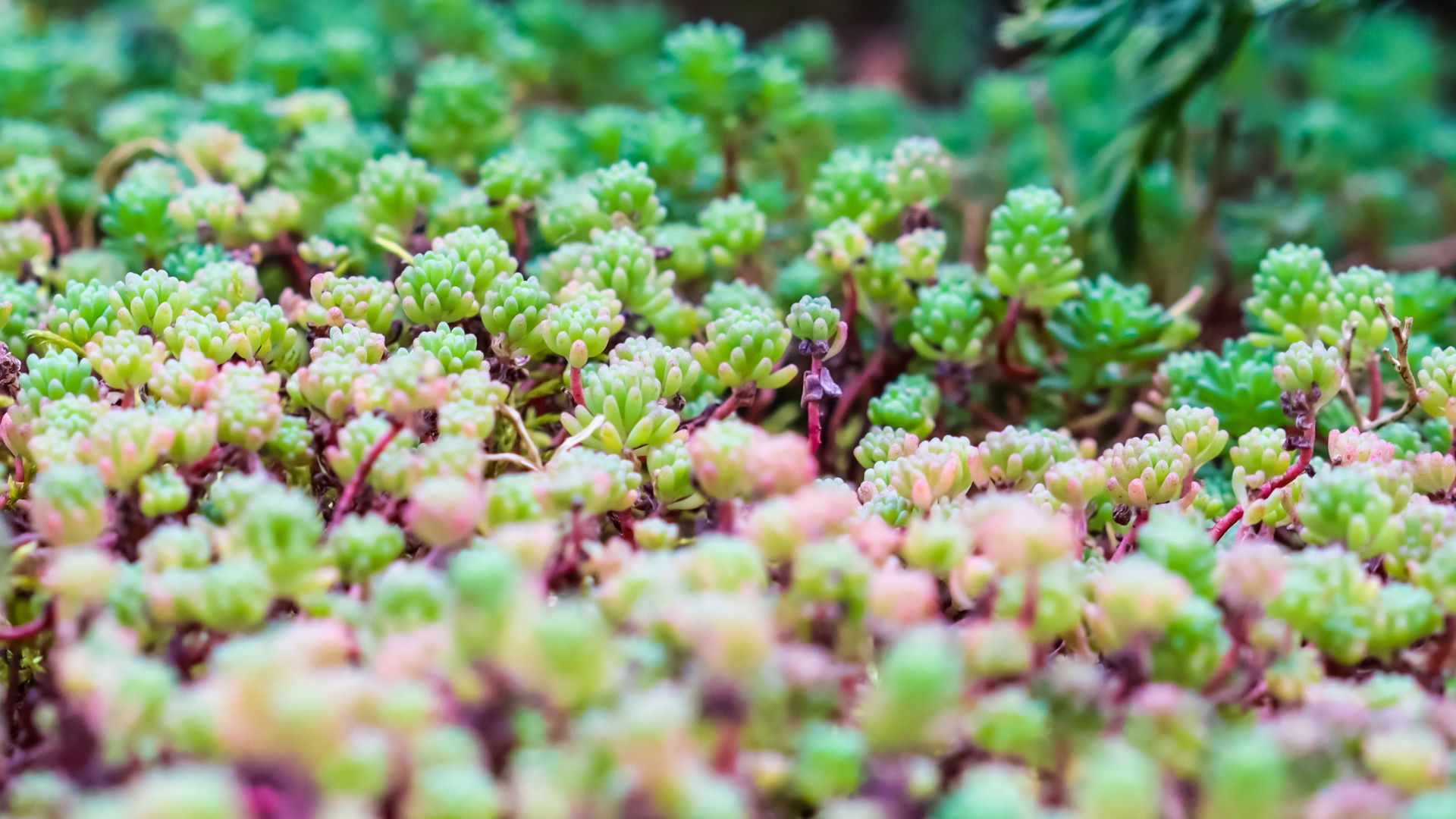 succulent groundcover
