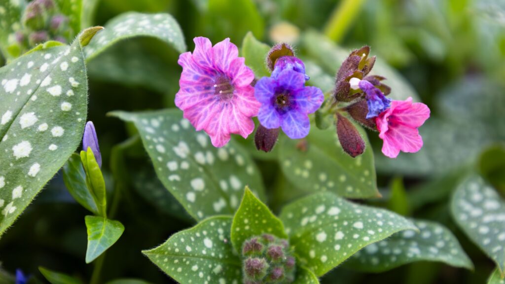 lungwort flower
