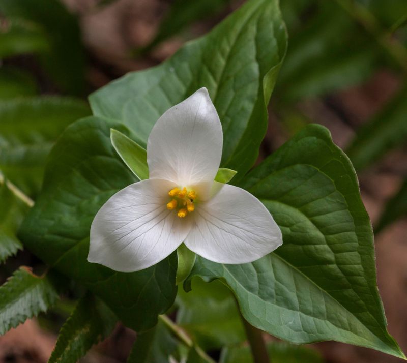 Trillium