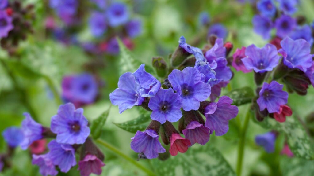 lungwort
