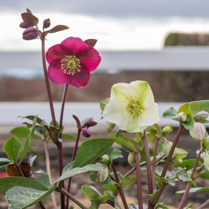 Hellebores Extend Garden Interest