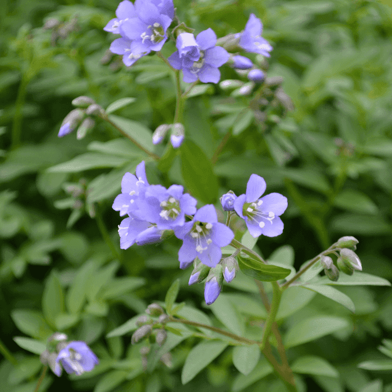 Creeping Jacob's Ladder