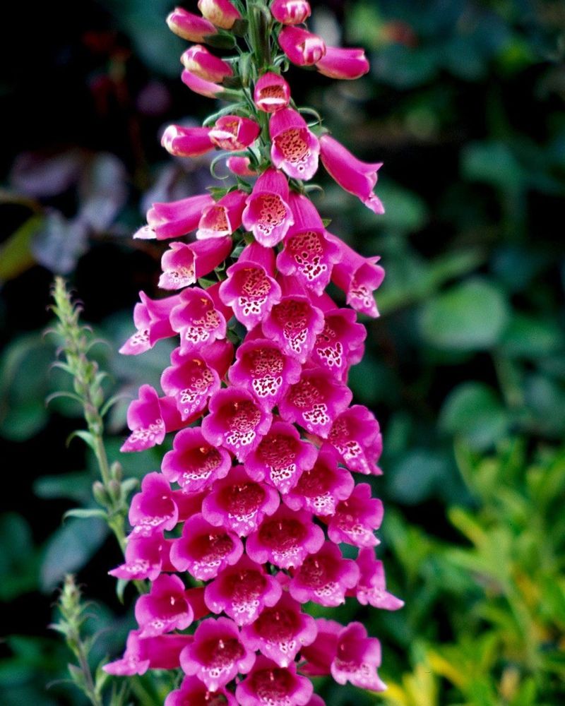 Foxglove