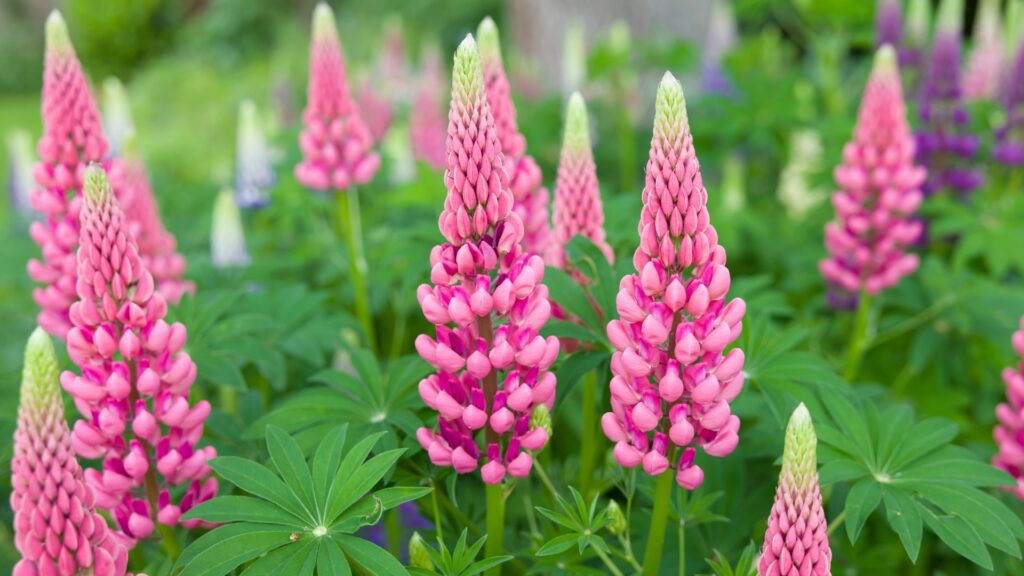 lupine