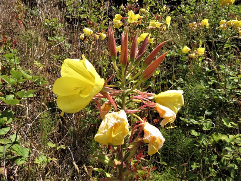 Evening Primrose