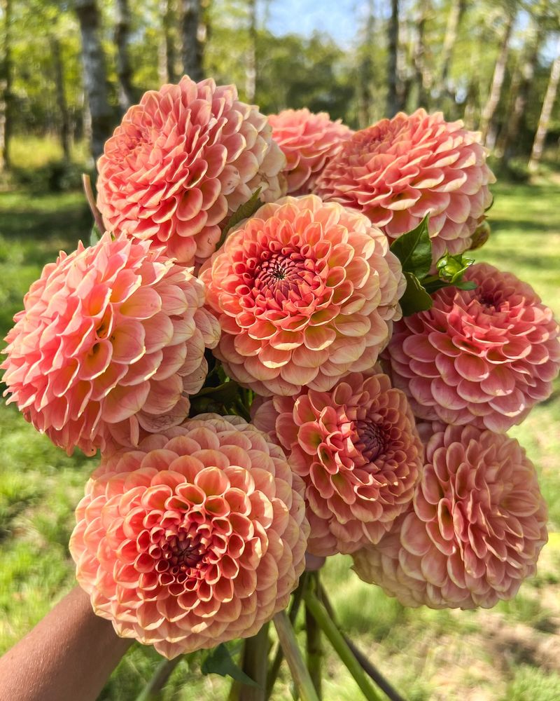 Dahlias Dazzle Then Disappear