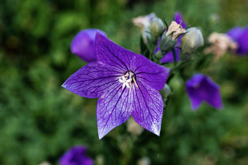 Balloon Flowers: Late Bloomers With Finicky Habits
