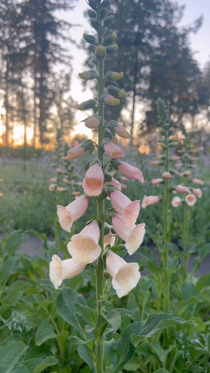 Foxgloves - Dramatic But Droopy
