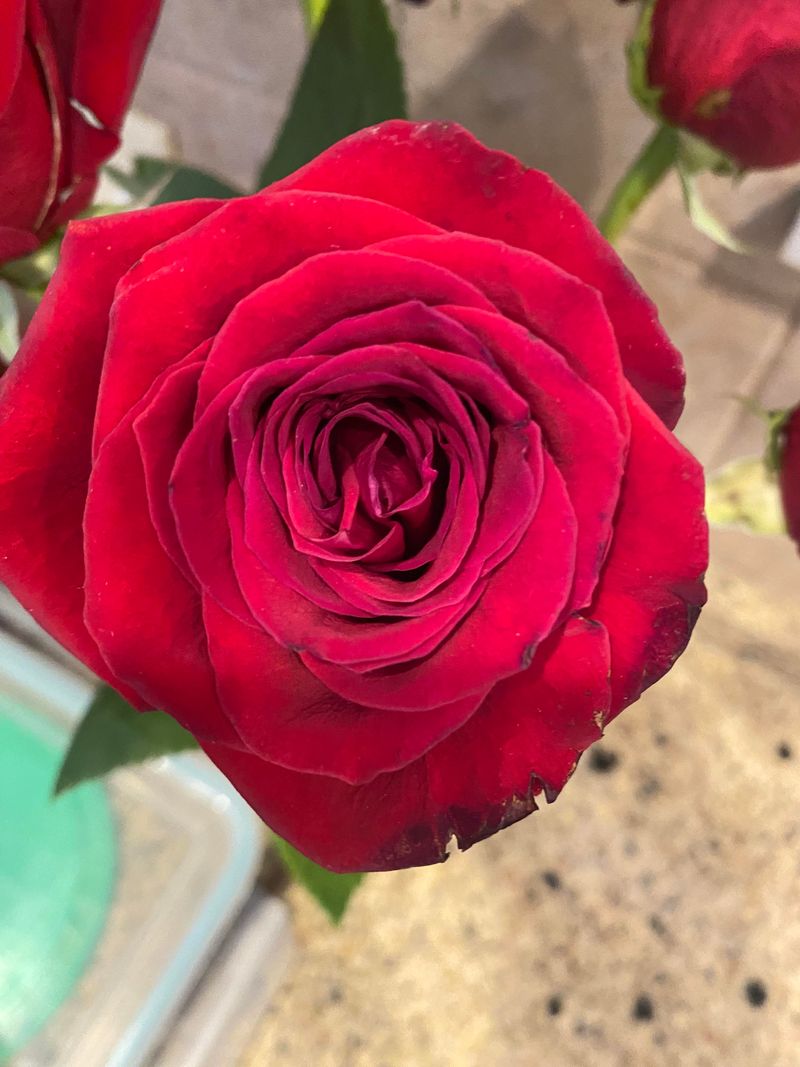 Romantic Roses