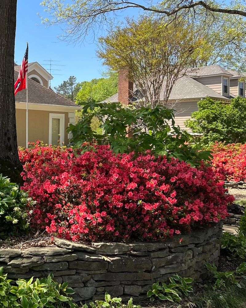 Vibrant Azalea Bushes