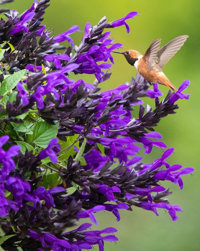 Striking Salvia Statements