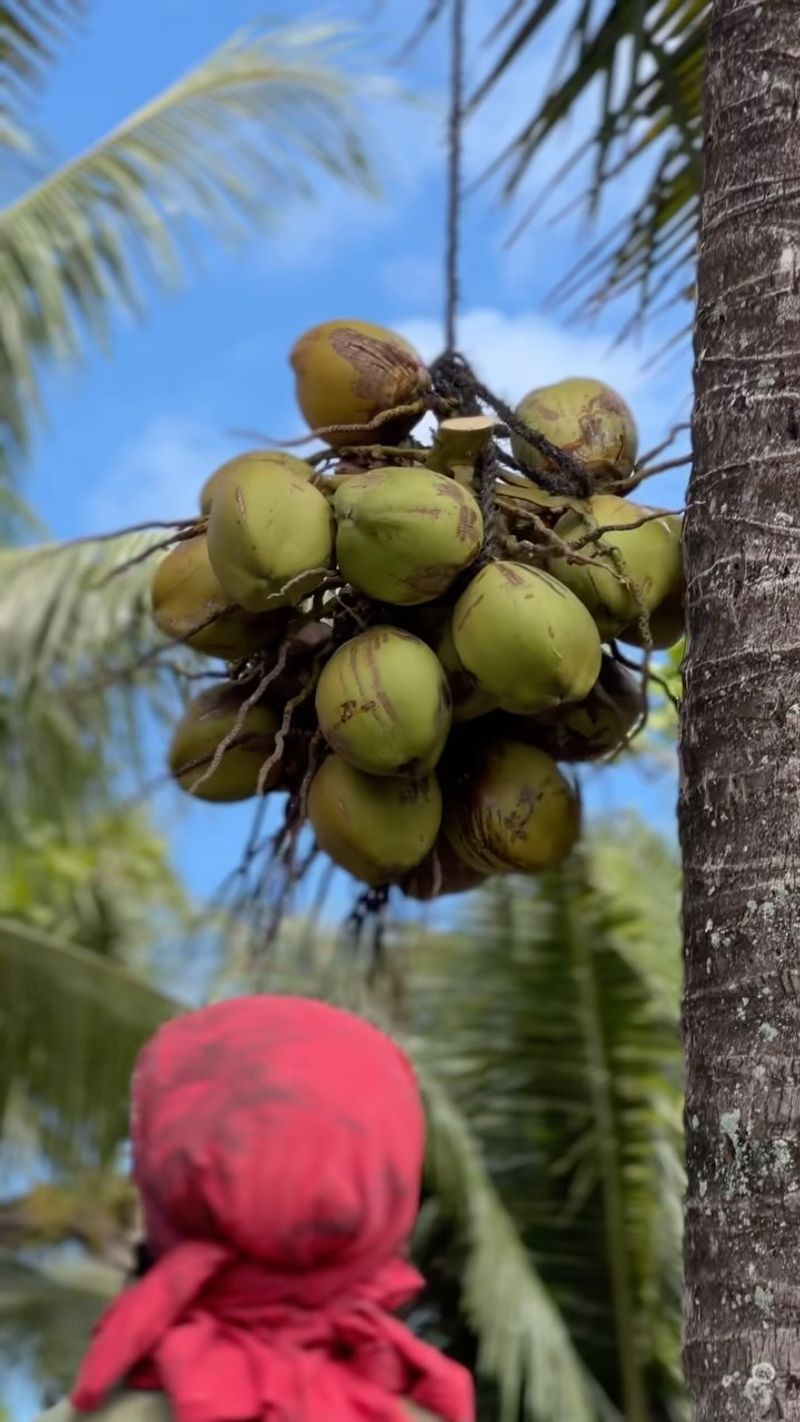 Coconuts
