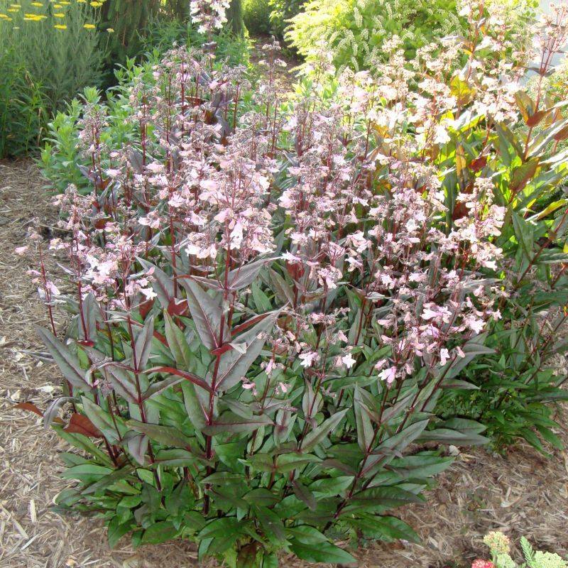 Penstemon 'Husker Red'