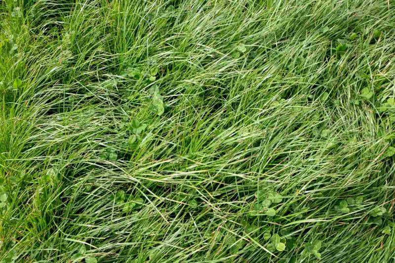 MISTAKE: Inconsistent Lawn Maintenance