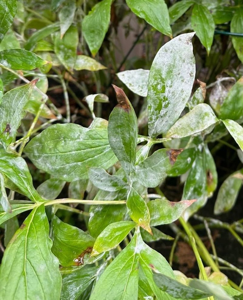 MISTAKE: Untimely Foliage Removal
