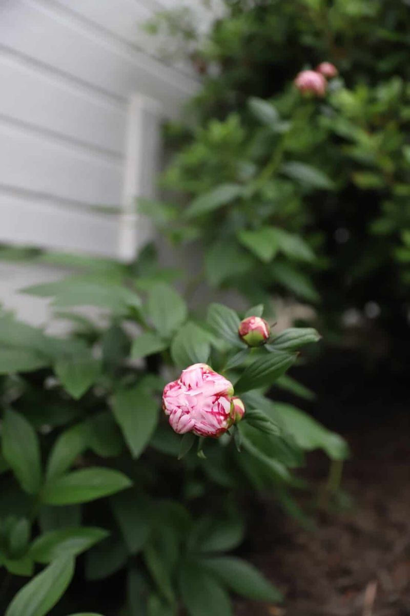MISTAKE: Excessive Nitrogen Fertilizer