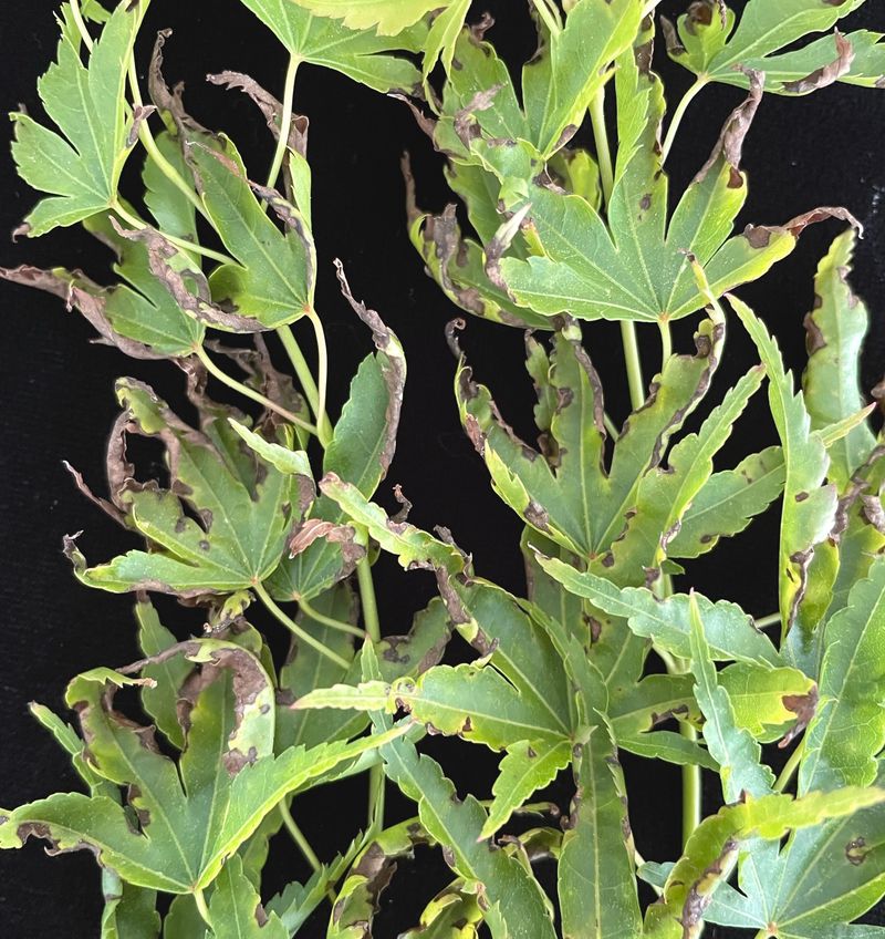 MISTAKE: Using Lawn Fertilizer on Maples