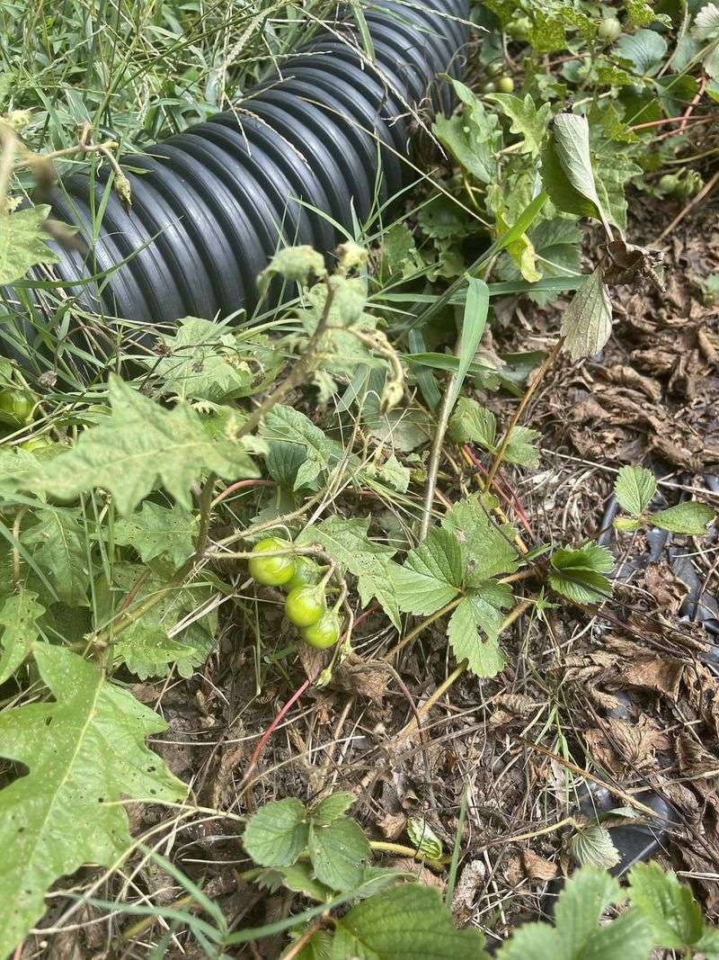 MISTAKE: Ignoring Weeds Around Tomatoes