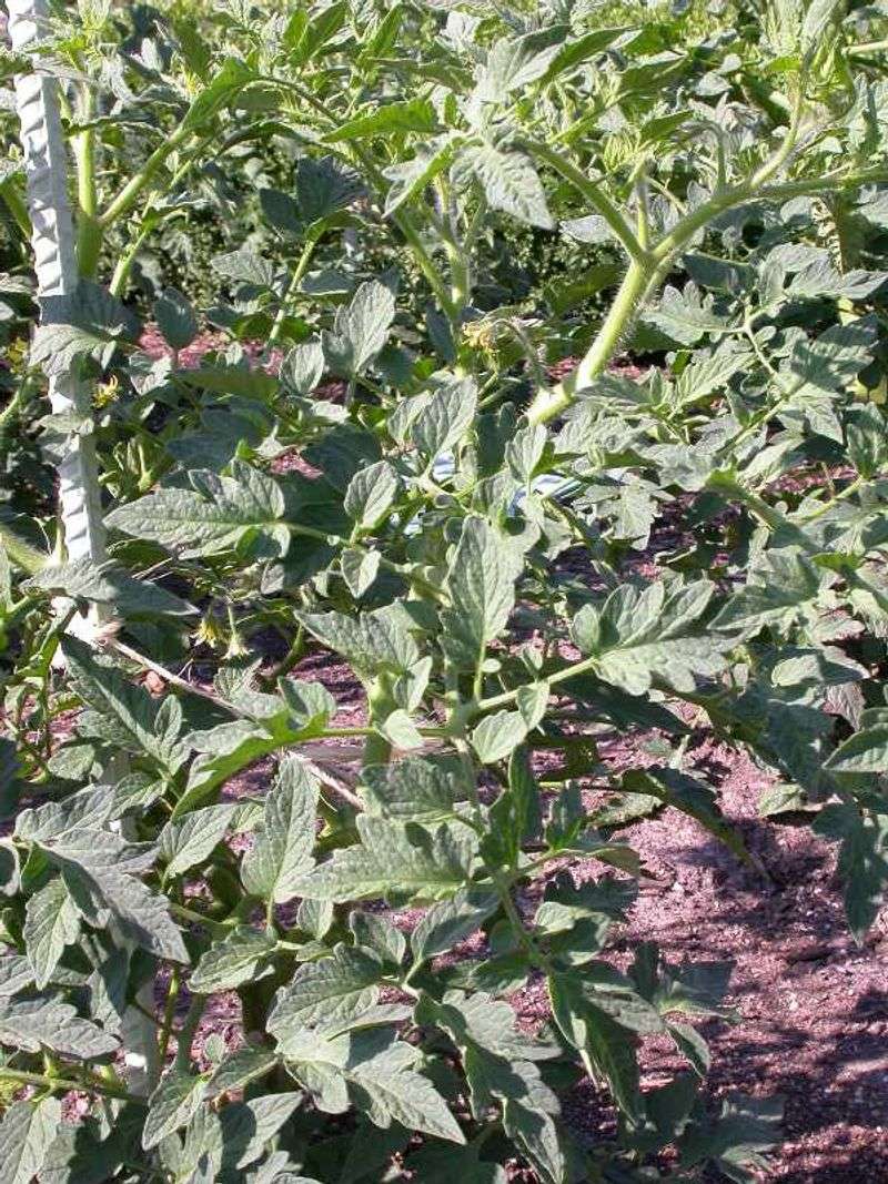 MISTAKE: Over-Fertilizing with Nitrogen