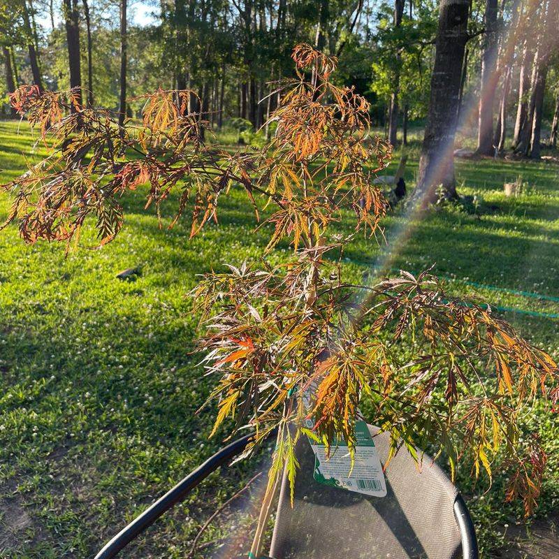 MISTAKE: Fertilizing During Drought
