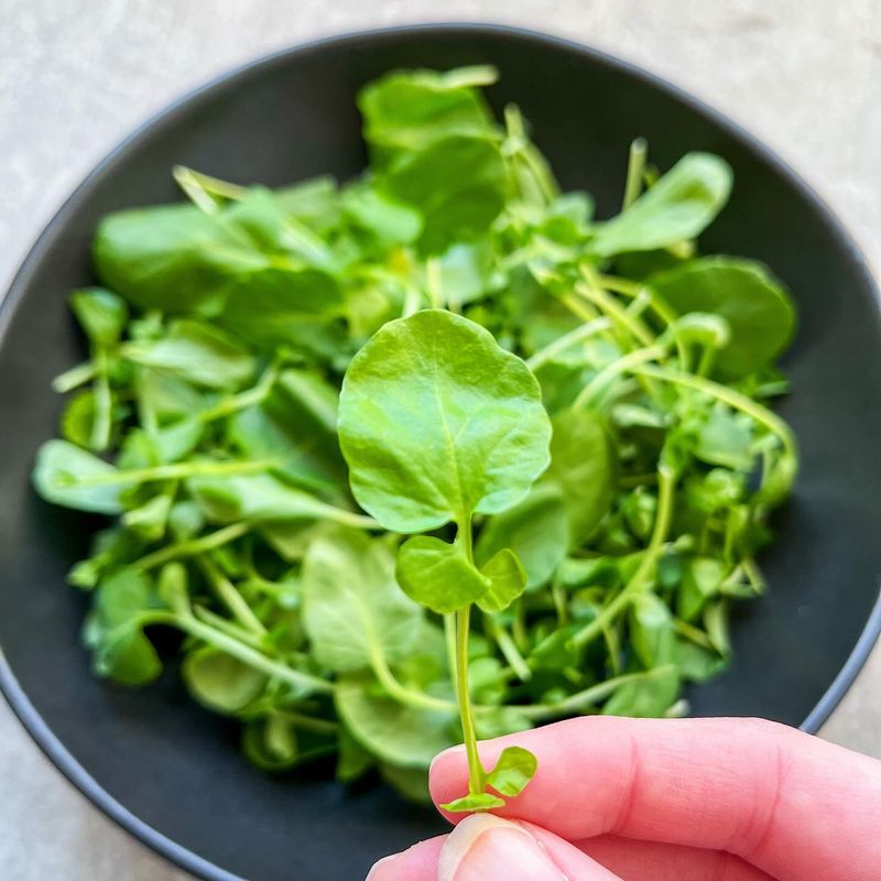 Watercress