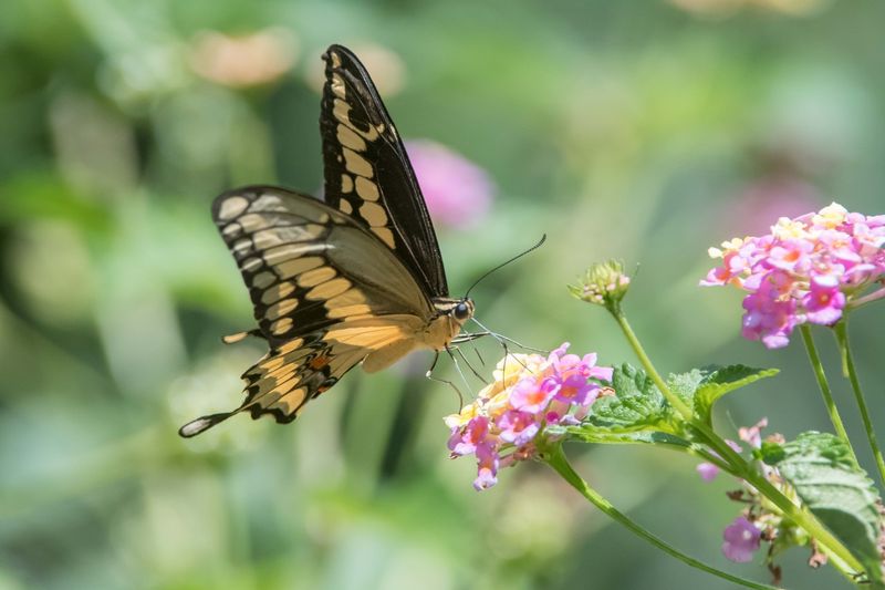 Giant Swallowtail Butterfly