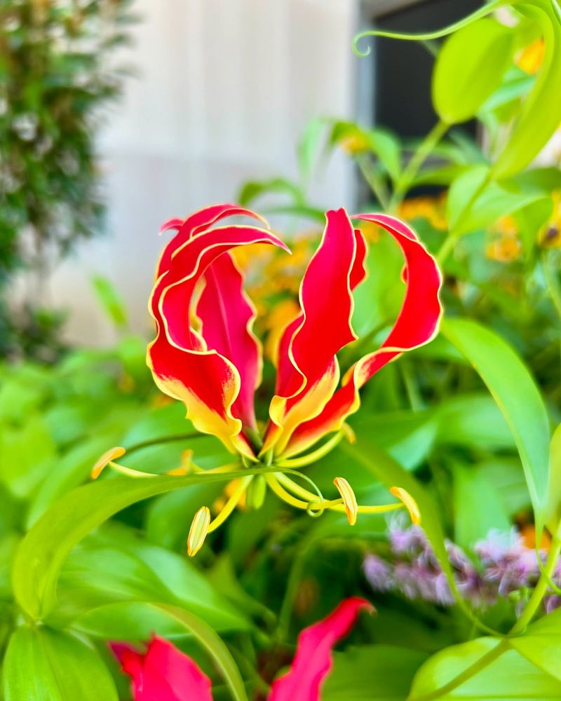 Cascading Gloriosa Lilies