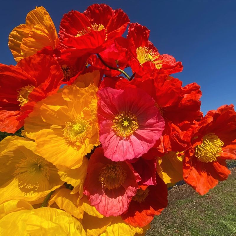Whimsical Poppies