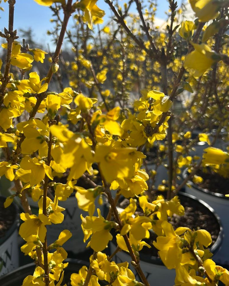 Forsythia