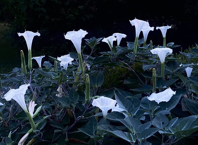 Moonflower
