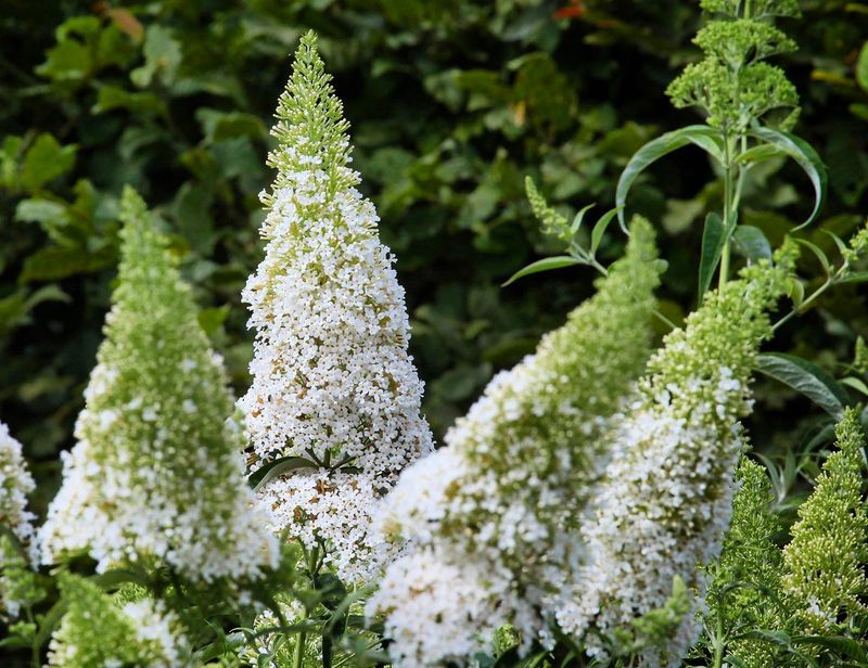 Buddleja Davidii ‘White Profusion’