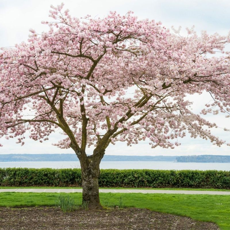Flowering Cherries