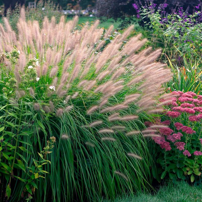 Fountain Grass