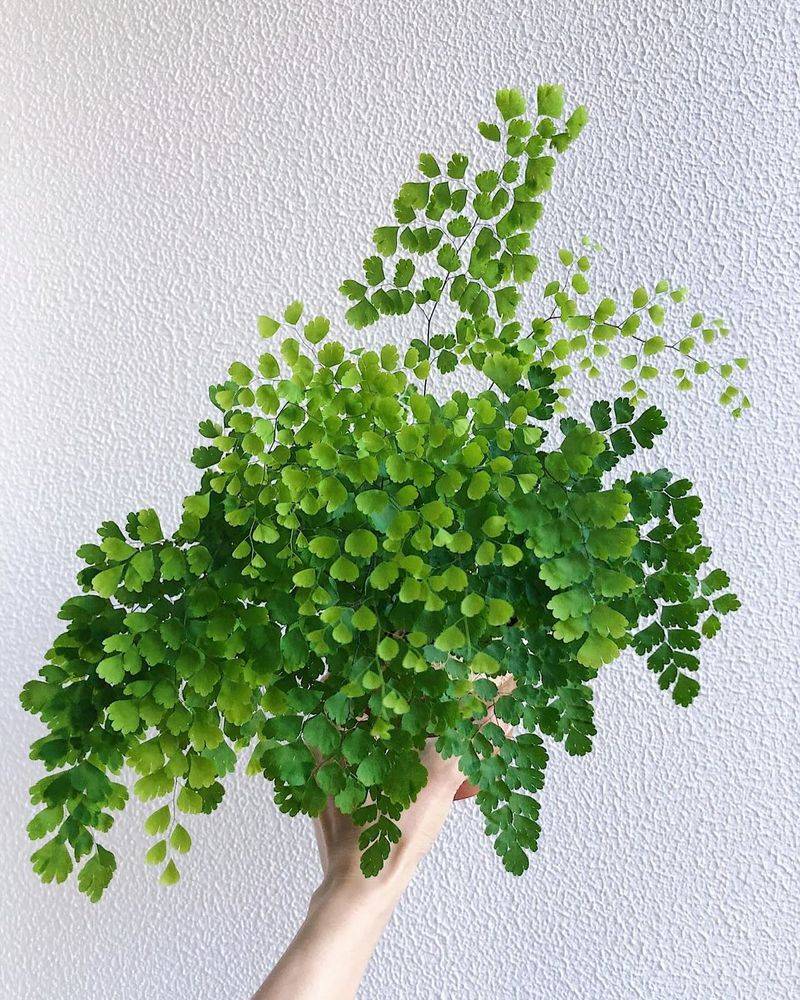 Maidenhair Fern: The High-Maintenance Beauty
